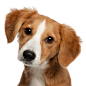 Puppy Dog Face PNG Clipart