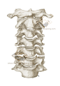 7 bones of the human cervical vertebrae.