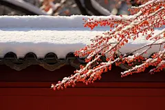 雪后天晴腊梅花朵