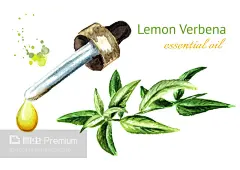 柠檬马鞭草精油滴。水彩手绘插图,Lemon verbena essential oil drop. Watercolor hand drawn illustration, isolated on white background - 图片详情-图虫Premium正版图片,视频,插图,微博微信公众号配图,自媒体素材