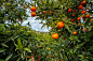 安达卢西亚柑橘种植园，风景如画的西班牙果园