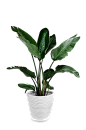 植物、盆栽、盆景png<a class="text-meta meta-mention" href="/xief/">@没有故事的七月</a>