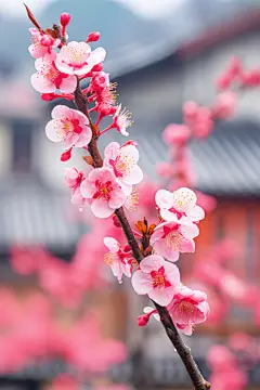 春季日落花卉桃花树桃花摄影图