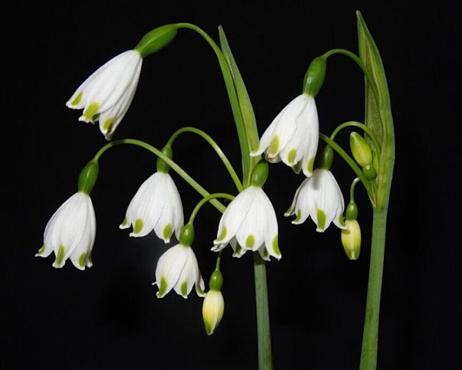 微距#  #鲜花# #铃兰# 水仙铃兰.