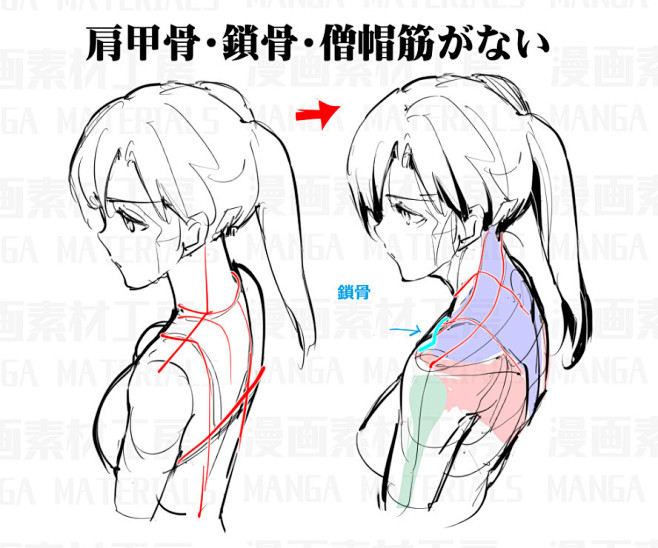 「肩（背面）の描き方・違和感と修正法①」...