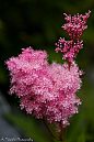 PinkSomething(NeonFlashSpirea)|Flickr–…