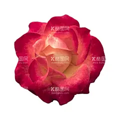 花卉 花朵 免扣花  - 源文件下载【酷图网】花卉,花朵,免扣花,玫瑰,红蓝玫瑰,月季,北欧风格元素,绿叶植物,贺卡,花草,花卉植物,鲜花,