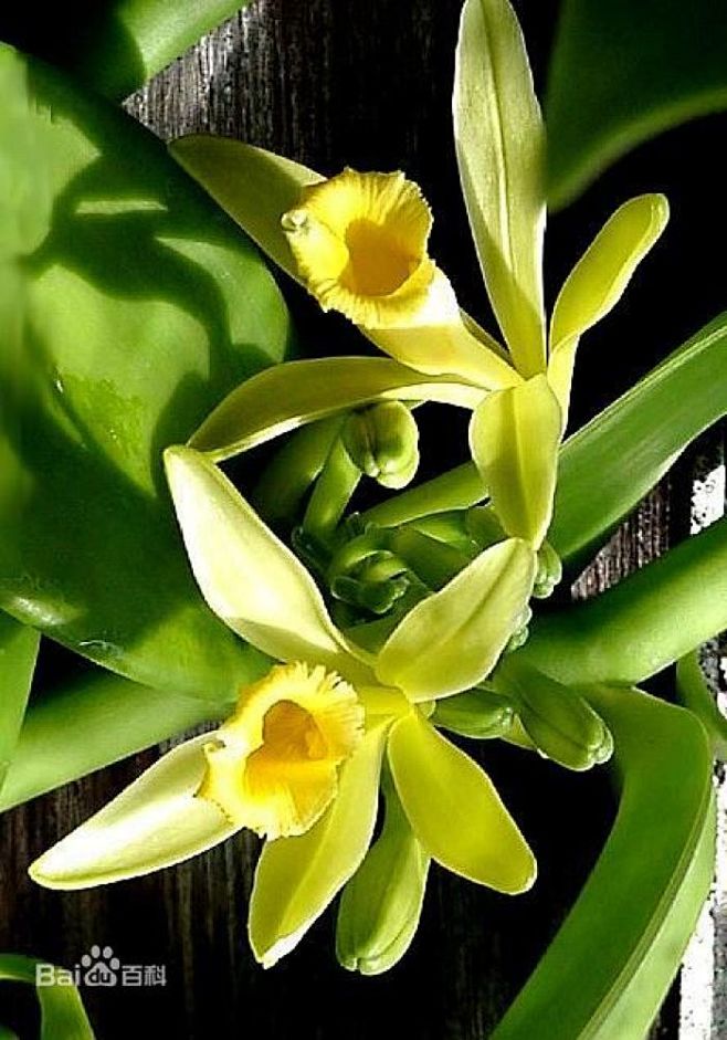 香子兰（Vanilla） 一般简称“香草”，兰科(Orchidaceae)香子兰属(Vanilla)热带攀缘植物的统称，它在花落后会结出豆荚形 ...