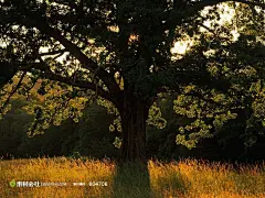 逆光大树下美丽的黄色野草摄影背景桌面壁纸图片素材