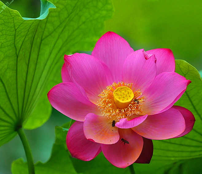 #微距# #鲜花# #荷花# 灬铃兰灬采...