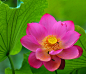 #微距# #鲜花# #荷花# 灬铃兰灬采集