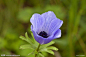 银莲花（Anemone cathayensis Kitag），别名华北银莲花、毛蕊茛莲花，是毛茛科银莲花属植物。多年生草本。基生叶4~8；叶片圆肾形，两面疏生柔毛或变无毛，3全裂，中央裂片宽菱形或菱状倒卵形，3裂近中部；叶柄疏被长柔毛或变无毛。花葶高17~40厘米；总苞苞片约5，无柄，不等大，菱形或倒卵形，3裂或不分裂；伞形花序简单；花梗长3.5~5厘米；萼片5~6，白色或带粉红色，倒卵形，长1.5~2厘米；无花瓣；雄蕊多数，花丝条形；心皮无毛。瘦果扁平，宽椭圆形或近圆形，长约5毫米，宽4-5毫米。 分布