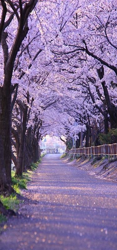 Path, Cherry Blossom...