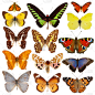 蝴蝶,褐色,无人,夏天,开着的,金翅蝶,大特写,孔雀铗蝶,季节,苎胥蝶