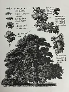 树的简单画法笔记