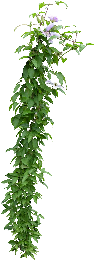 铁线莲04