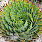 美国MESA、Aloe polyphylla、旋转芦荟 螺旋芦荟、芦荟女王 http://t.cn/zTQ7Uea