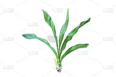 兰花,秧苗,白色背景,自然,水平画幅,无人,符号,抽象,植物茎,植物
