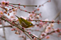 Japanese White-eye by Yokai Catchlight
