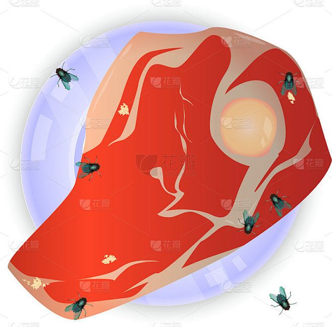 Fly lay eggs on rotten meat