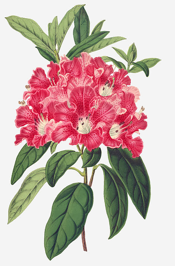 19:52:52手绘杜鹃花旅游海报圆脸巴和鼹鼠的故事该采集也在以下画板