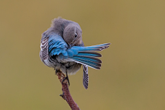 可爱的楼楼采集到bird