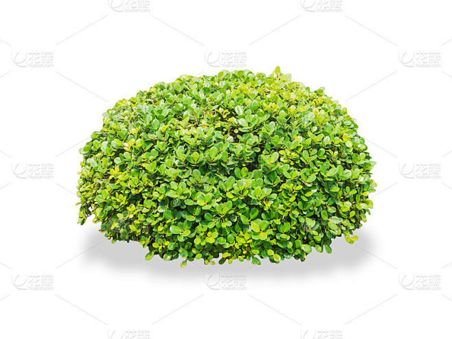 孤立的圆形观赏灌木