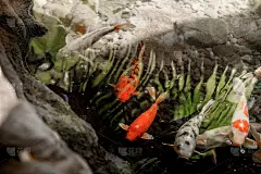 鱼