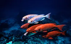 精美热带海底世界高清宽屏壁纸桌面壁纸1