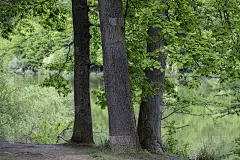三棵树在绿色的森林和一个湖的背景