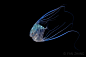 丝鲹，学名：Alectis ciliaris (Bloch, 1787) ，又称短吻丝鲹，是鲈形目鲈亚目鲹科丝鲹属三个种中的一种，和与它们同属的印度丝鲹常常在菲律宾海域的黑水拍摄中被发现。

丝鲹的成鱼常巡游于近海及大洋中，主要以沙泥底的甲壳类为食，偶尔捕食小鱼。而幼鱼游泳能力较差，往往过着居无定所的漂浮生活， ​...展开全文c