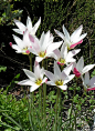 克鲁斯郁金香 Tulipa clusiana，花瓣纯白色，外轮三枚花瓣背面红色，原产伊朗至阿富汗地区。它是那么的漂亮优雅，以至于克鲁斯郁金香有淑女郁金香的别称（The Lady Tulip）图片来源：flickr。