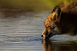 沙丘狐狸 | 荷兰自然爱好者和摄影师 Laurens De Haas