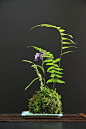 [Obrazek: kokedama02.jpg]