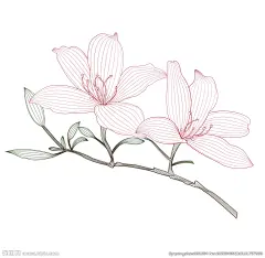 杜鹃花线稿矢量素材图片,杜鹃花线稿矢量素材模板下载,杜鹃花 线稿 矢量 花朵 杜鹃,杜鹃花线稿矢量素材设计素材,昵图网：图片共享和图片交易中心