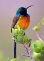 橙胸花蜜鸟Anthobaphes violacea
stunning Colibri