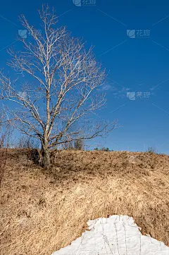 春天的森林里，小草枯萎了，最后一场雪，暖暖的春日，桌面的壁纸。