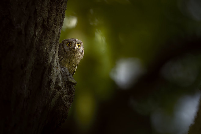 owl wildlife Photogr...