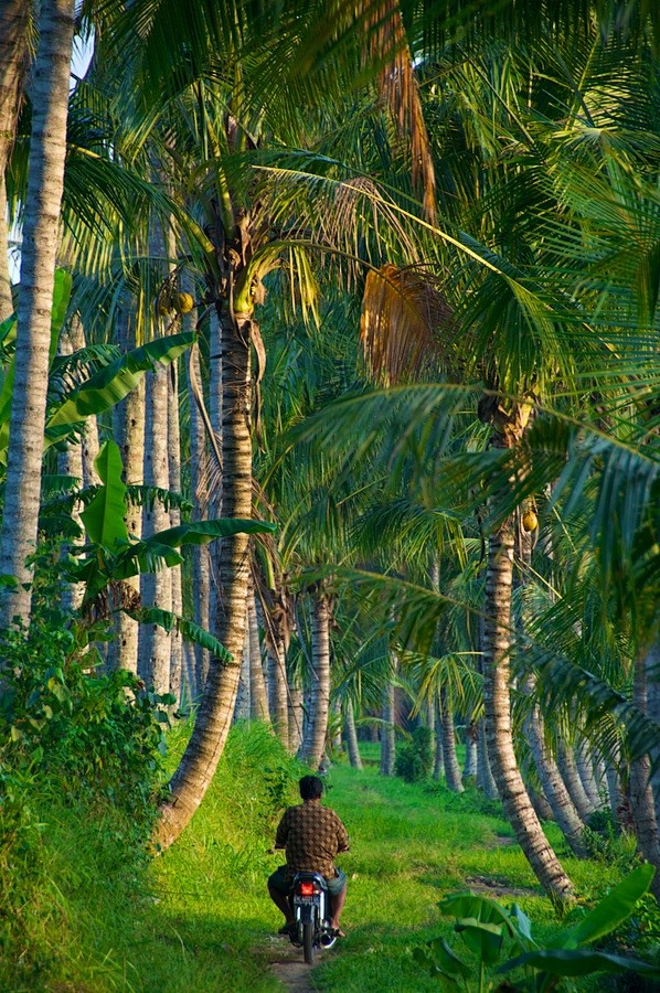 Lush fields in Bali,...