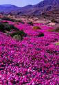 春天的野花，安塞borrega国家公园，加利福尼亚
Spring Wildflowers, Anza-Borrega State Park, California