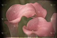 马蹄莲