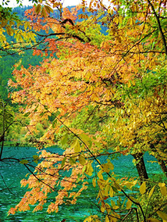 深谷小溪采集到秋色
