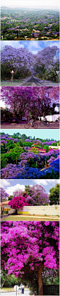 南非——春日壮观紫薇 花开满城 每年10月至11月，南非首都比勒陀利亚市的紫薇竞相开放，走在南非的街道上，大片的紫色在城市蔓延，到处是紫色海洋，淡淡的紫色花朵开满枝头，花瓣像雪片漫天飞舞，树上的紫薇花开的染紫了天空。太美啦。