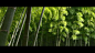 【无版权空镜】Bamboo spring_哔哩哔哩_bilibili