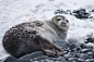Seal in Antarctica, by Yuriy Rzhemovskiy | Unsplash