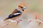 锡嘴雀Coccothraustes coccothraustes雀形目燕雀科锡嘴雀属
Hawfinch under snowfall by Lorenzo Magnolfi on 500px