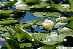 水 花 草本植物 百合花 百合 自然 睡莲科 花壁纸 户外的