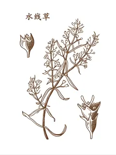 水线草 插画包装设计图 - 小红书