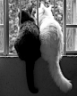 当黑猫遇到白猫，希望给看到的人带来好运