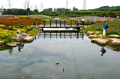 过去11采集到小水景